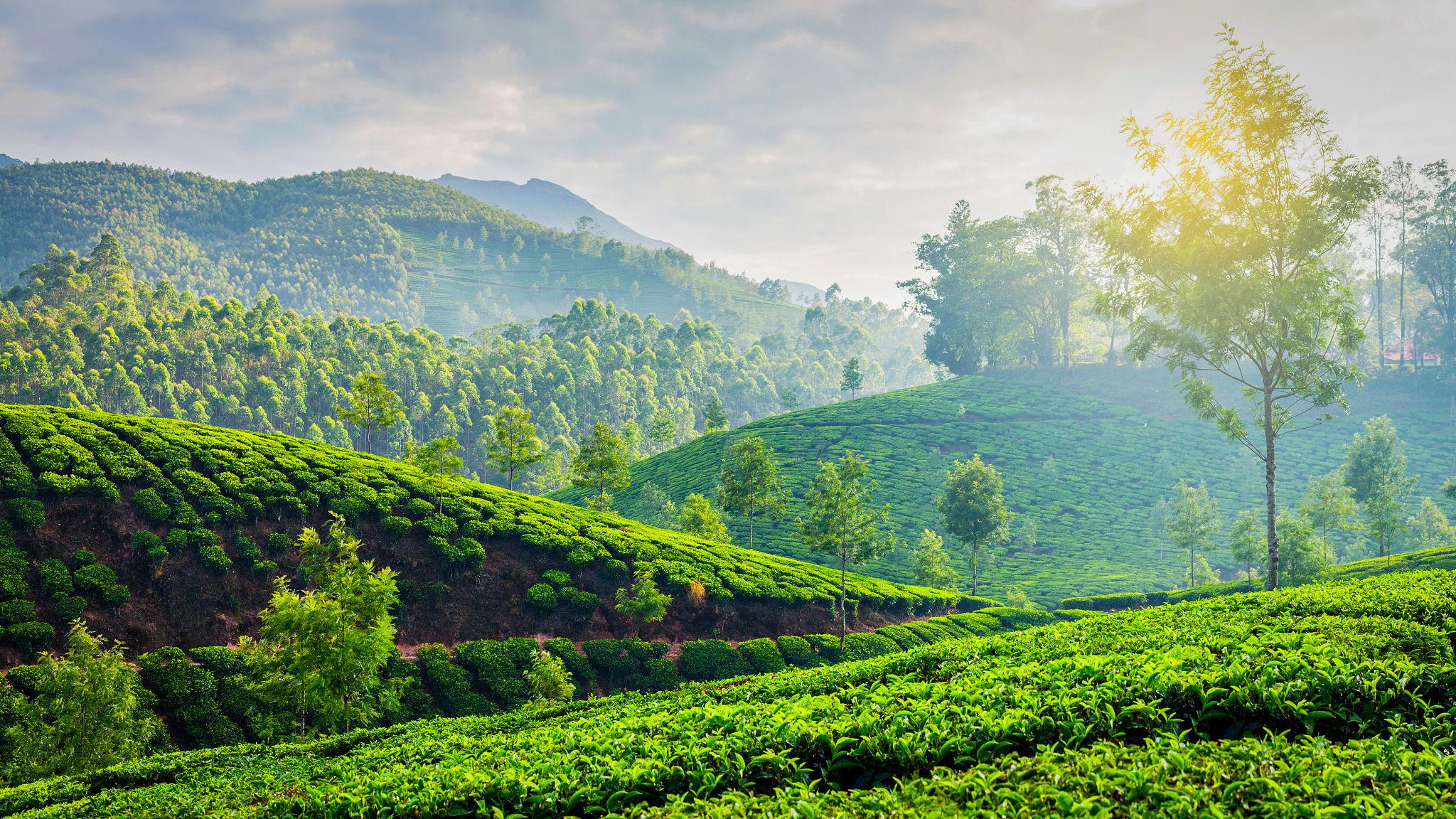 Kerala Backwater & Hill Station Escape (5 Days / 4 Nights)